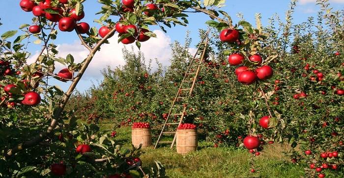 Regione Veneto: Contributi agli Investimenti per la trasformazione e commercializzazione dei prodotti agricoli